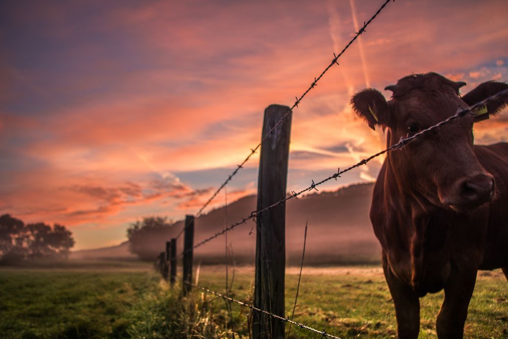 cloture animaux
