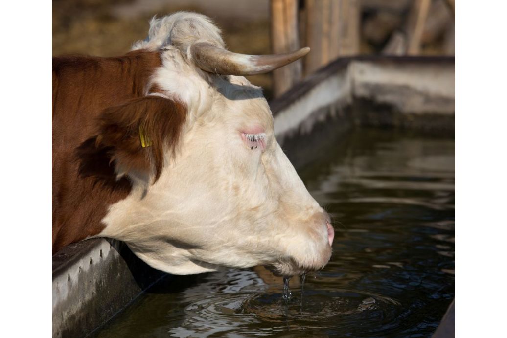 vache abreuvoir interieur