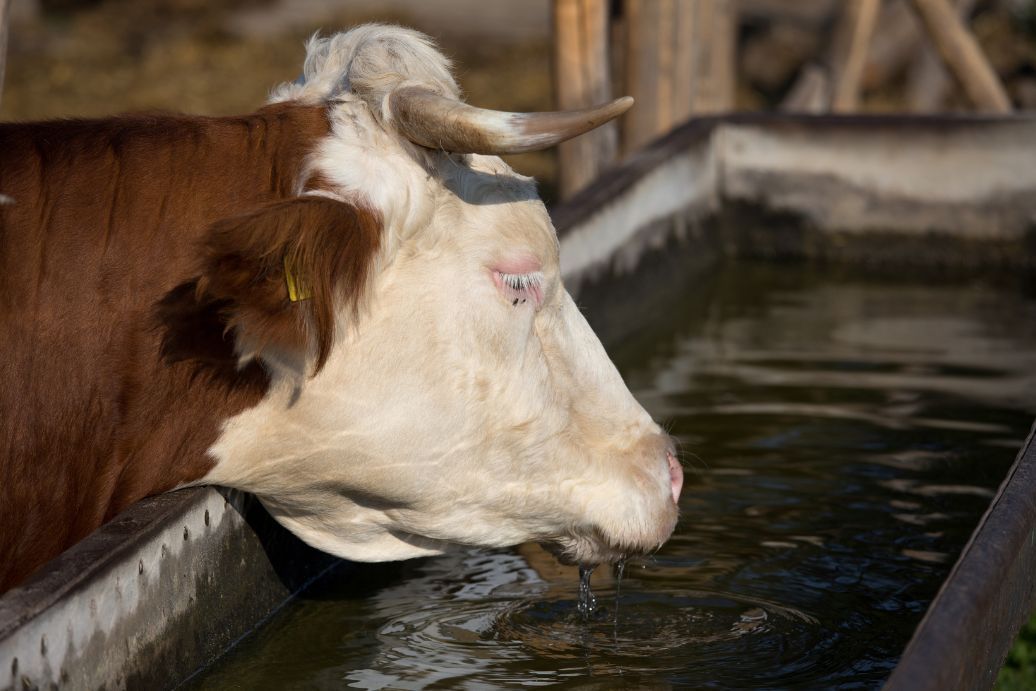 vache qui boit